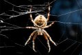 Пауки, паукообразные и жуки: сходство и отличия